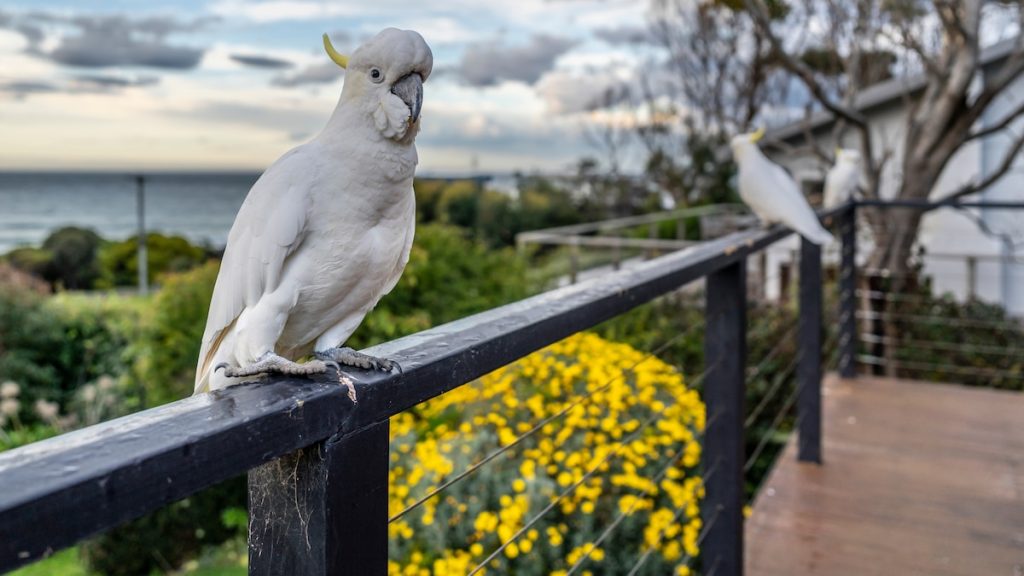 A clever cockatoo picked up a human skill—and then it spread