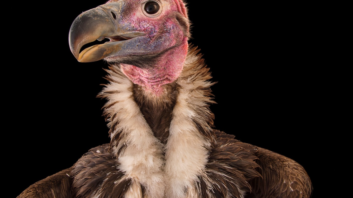 The astonishing superpowers of nature’s most unloved animals