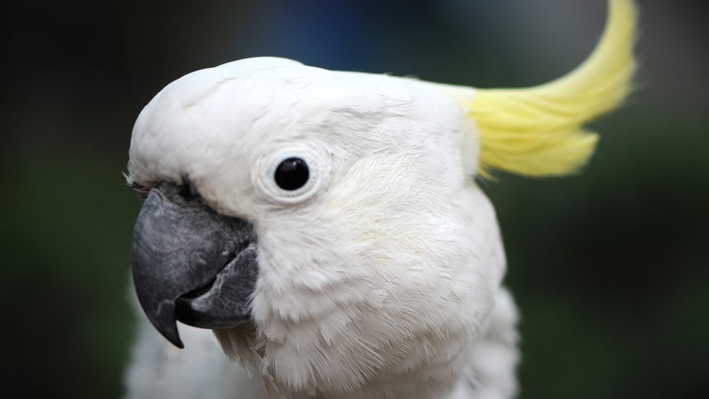 Wild cockatoos are learning how to use water fountains