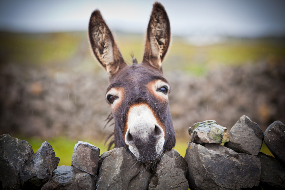 Donkey Skin May Be a Secret Weapon in the Fight Against Ticks and Lyme Disease