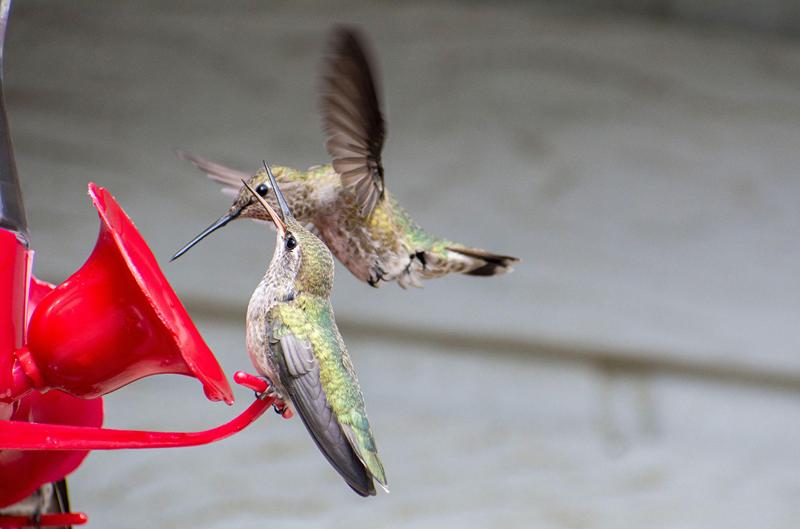 Bird feeders have caused a dramatic evolution of California hummingbirds