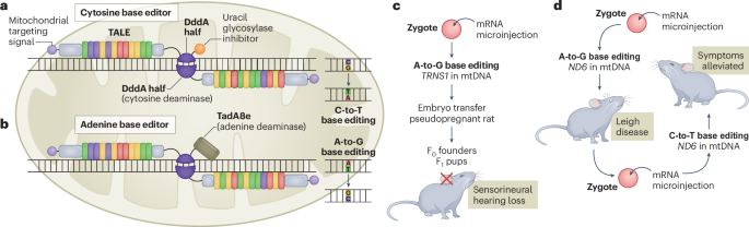 Base editors model mitochondrial disease
