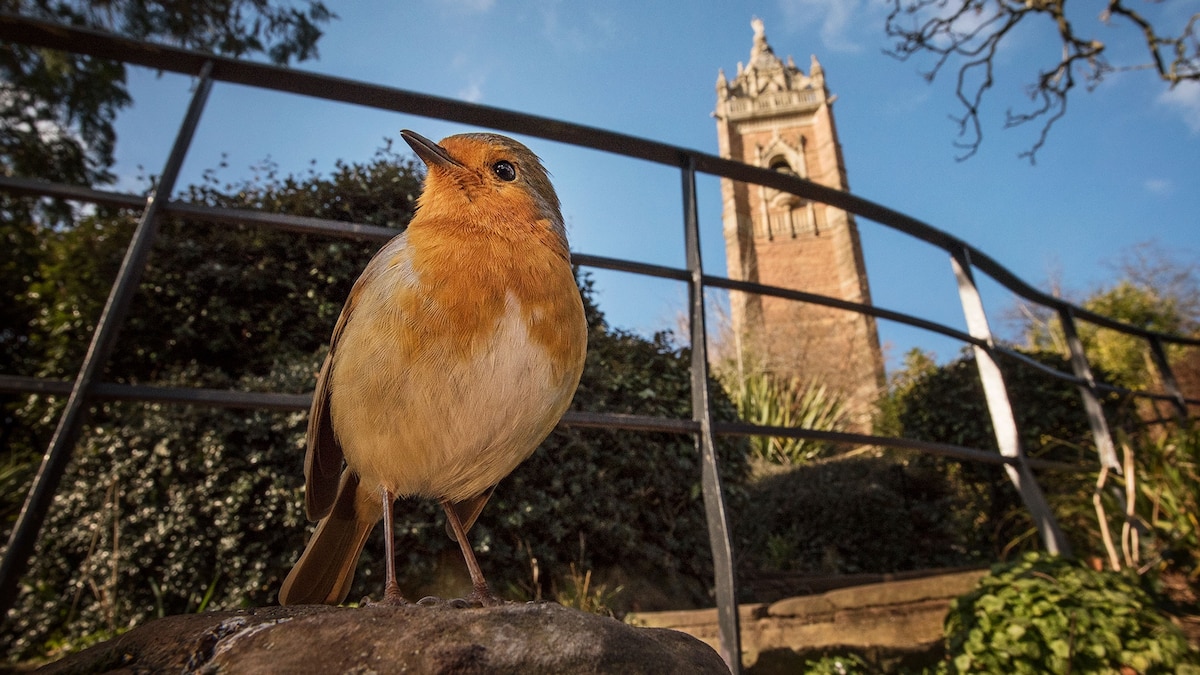 The surprisingly relatable reason why some birds get cranky