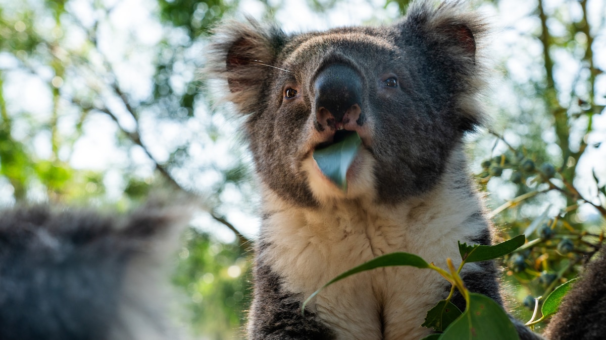 Koala moms make their kids eat poo. It’s for their own good.