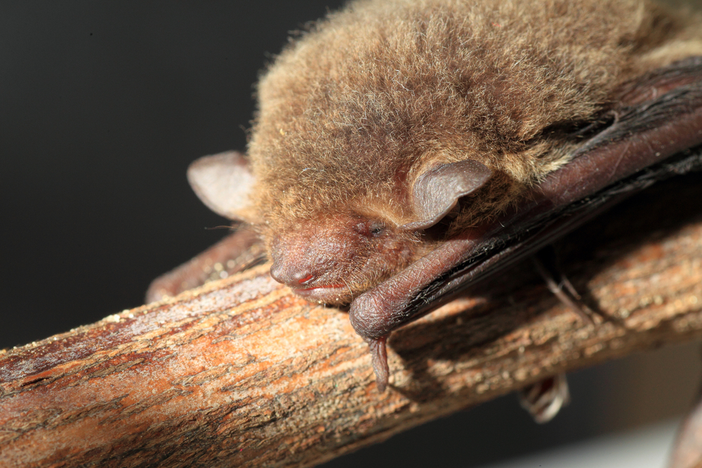 A Bat Virus Could Someday Spill Over to Humans, Tipping Off a New Pandemic