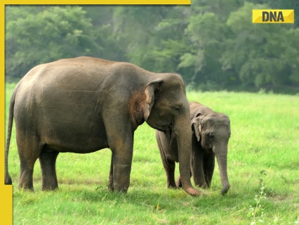 This country is killing 50 elephants and distributing their meat to people due to…., the reason will shock you, the country is…