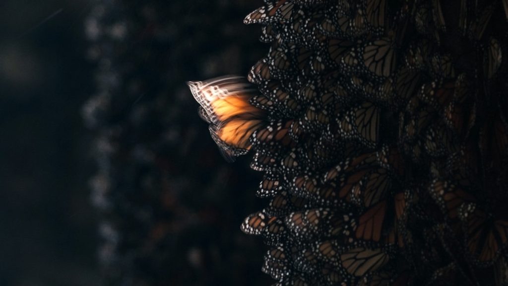 The butterfly effect is a real phenomenon—but not how you think