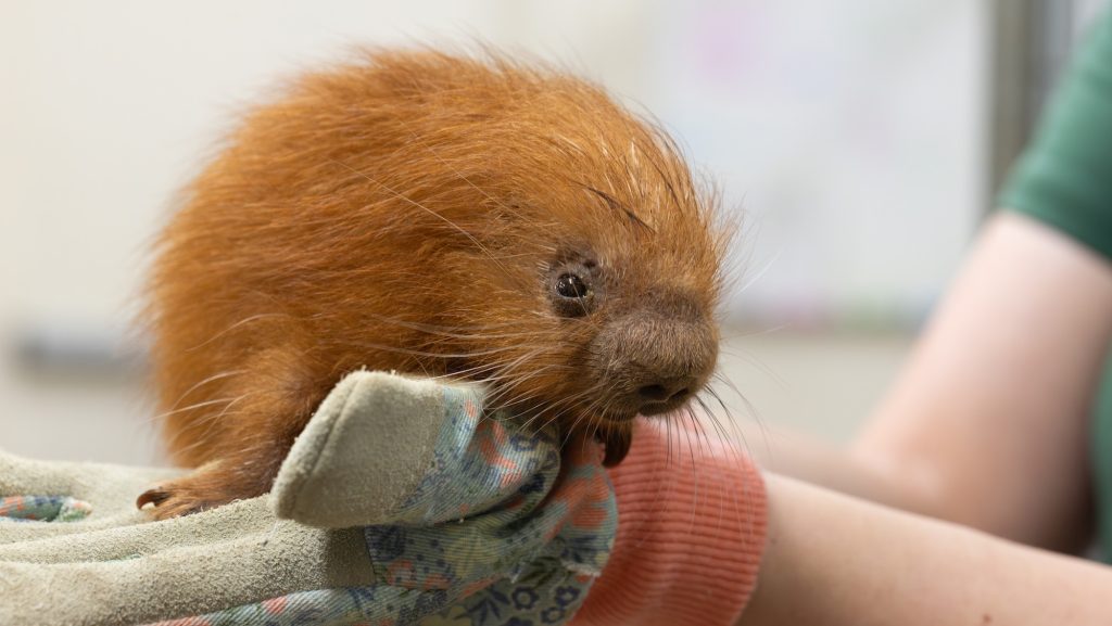 A baby porcupine is fluffier than you’d imagine