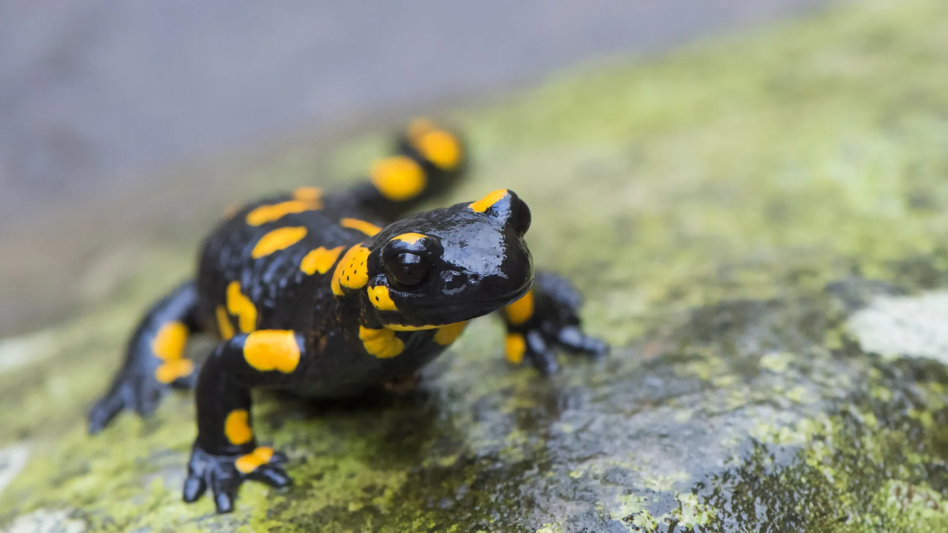 Extreme weather is wiping out amphibians—Here’s where it’s worst