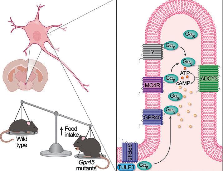 GPR45 modulates Gαs at primary cilia of the paraventricular hypothalamus to control food intake | Science