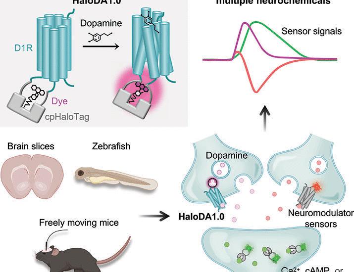 In vivo multiplex imaging of dynamic neurochemical networks with designed far-red dopamine sensors | Science