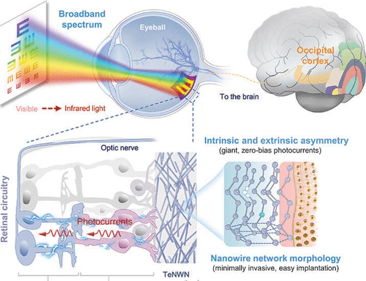 Tellurium nanowire retinal nanoprosthesis improves vision in models of blindness | Science