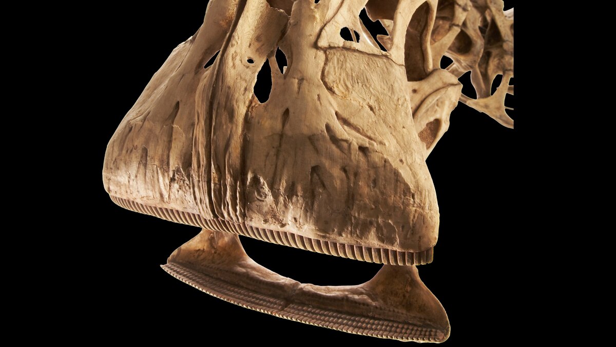 What dinosaur has 500 teeth? This prehistoric jaw was one-of-a-kind