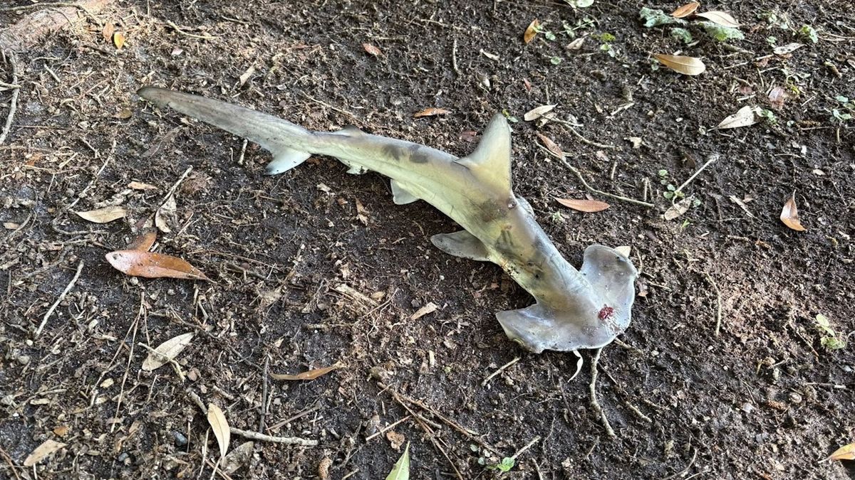 Hammerhead shark falls from sky in South Carolina, interrupting disc golf game