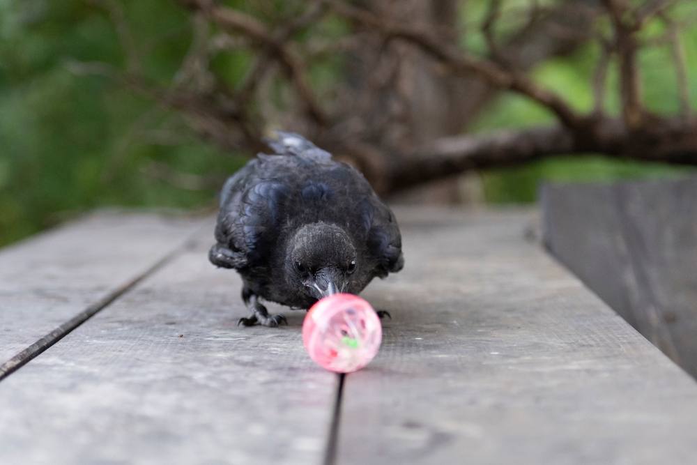 Crows Are Smart — Just Like Humans, They Hold Grudges and Use Tools