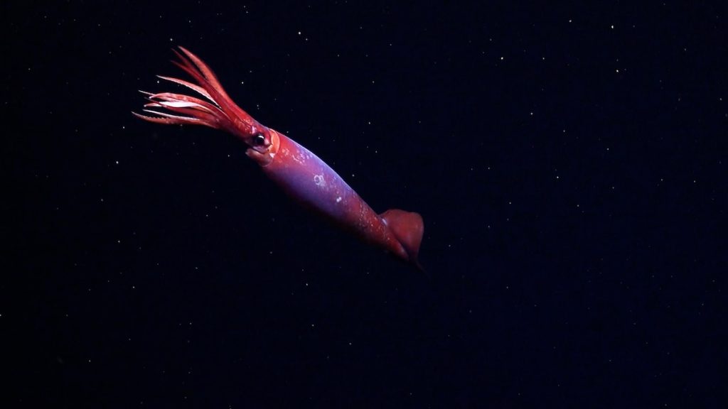 We’ve never seen this rare squid alive in the wild—until now