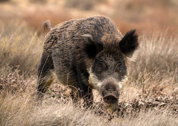 Pigs Were Domesticated from Wild Boars in South China over 8,000 Years Ago, Study Suggests