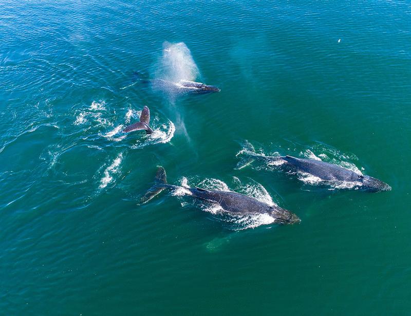 How migrating marine megafauna tracks with conservation | Science