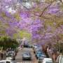 Jacaranda, black locust, London plane: Common street trees show surprising resilience to growing heat in Australia