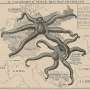 Octopus maps encourage conspiratorial thinking, research shows