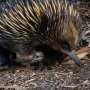 Monotremes use a unique sex gene unlike those in other mammals