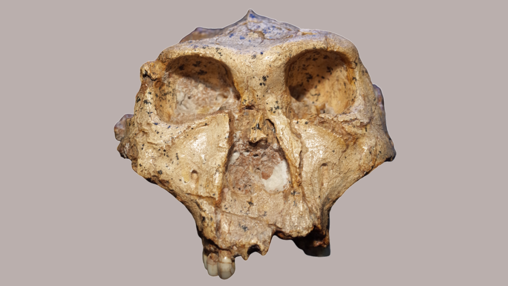 Strange pits on 2 million-year-old teeth may reveal which human relatives are closely related to each other