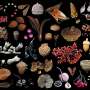 New database bridges global gaps in plant trait data