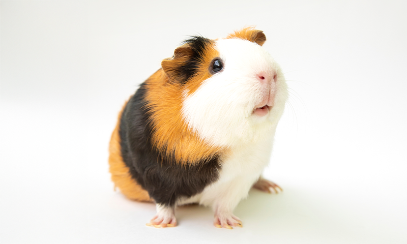 Evolution and Guinea Pig Toes