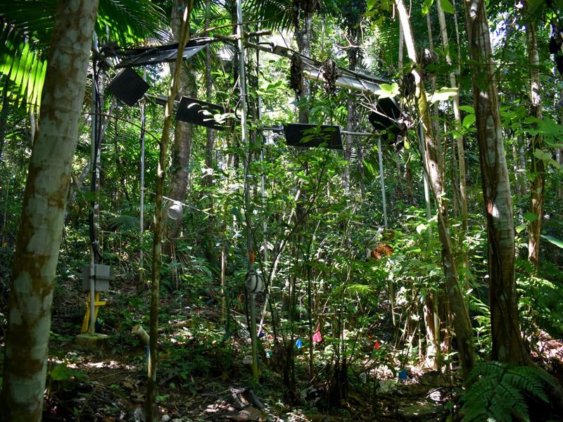 Tropical forests are heating up. Can they cope?