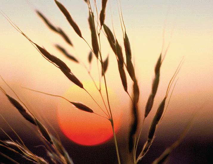 North America’s last prairies | Science