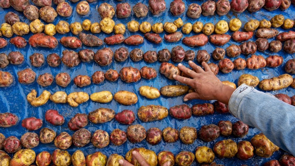 How the potato went from banned to beloved