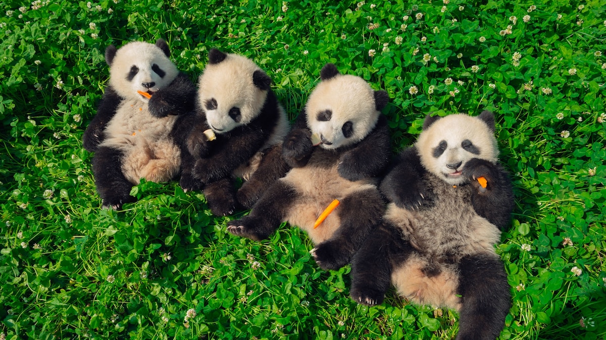 China is building the world’s largest national parks system