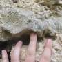 Fossil corals point to possibly steeper sea level rise under a warming world