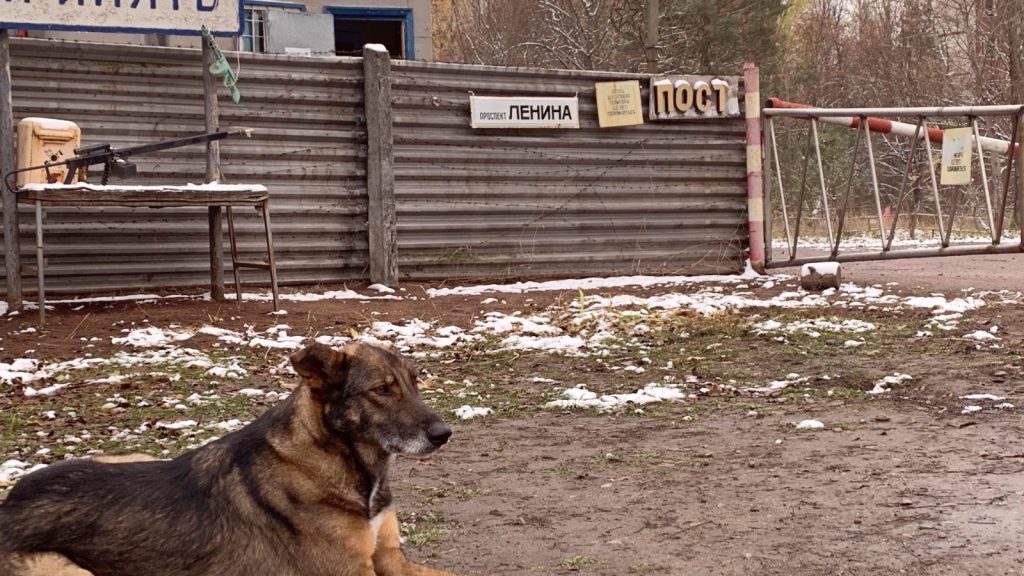 The dogs of Chernobyl may be evolving right before our eyes