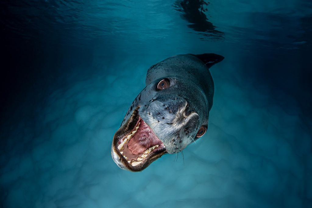 15 riveting images from the 2025 UN World Oceans Day Photo Competition