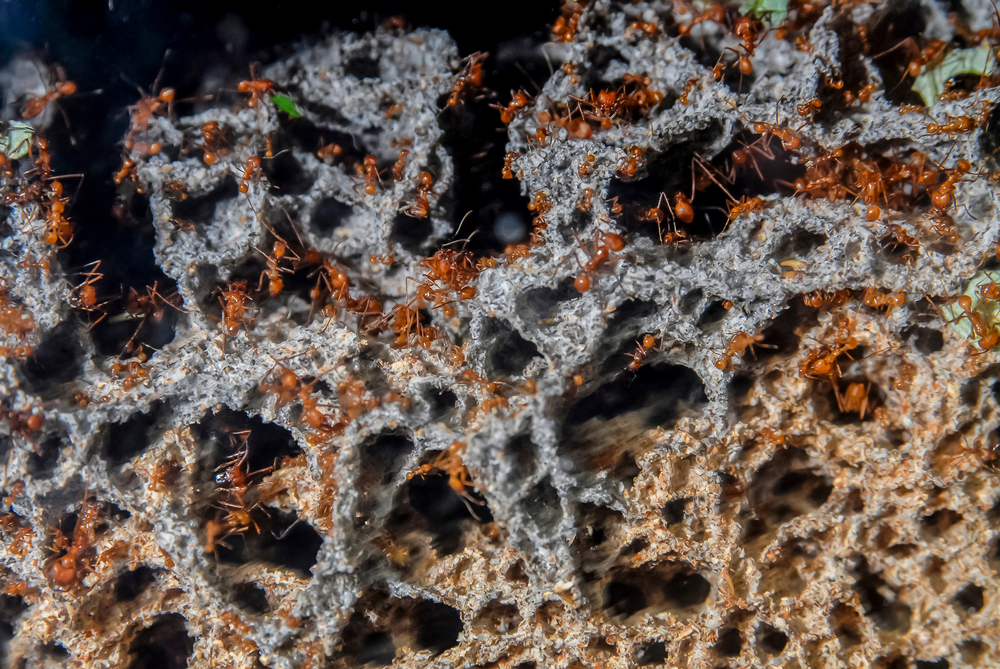 Ants Do Poop and They Even Use Toilets to Fertilize Their Own Gardens
