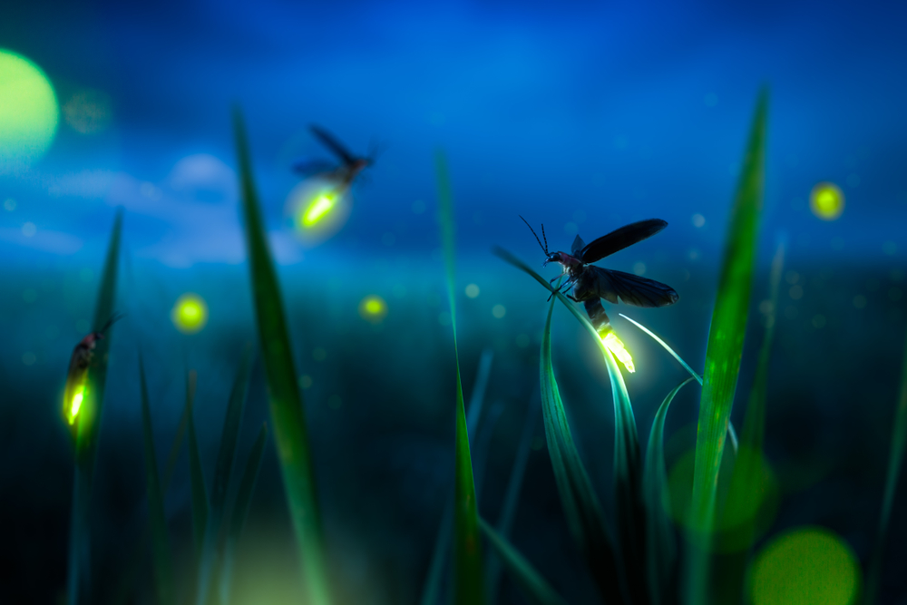 Are We Really the Last Generation to Enjoy Twinkling Fireflies in the Summer?