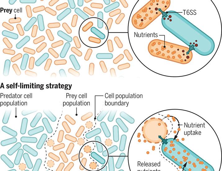 Bacteria poison and eat their neighbors | Science