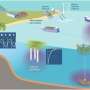 Carbon dioxide removal methods could worsen marine oxygen loss, study warns