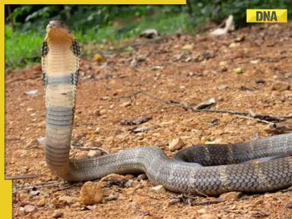 King cobras spotted near Mount Everest, here’s why it is concerning