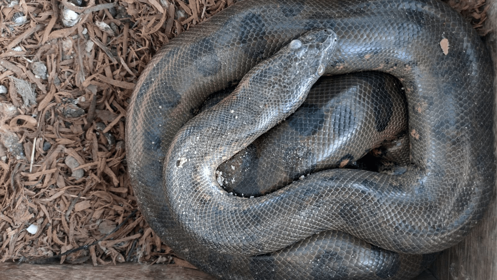 Q&A: How anacondas, chickens, and locals may be able to coexist in the Amazon