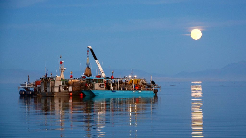 From sea monkeys to Great Salt Lake gold
