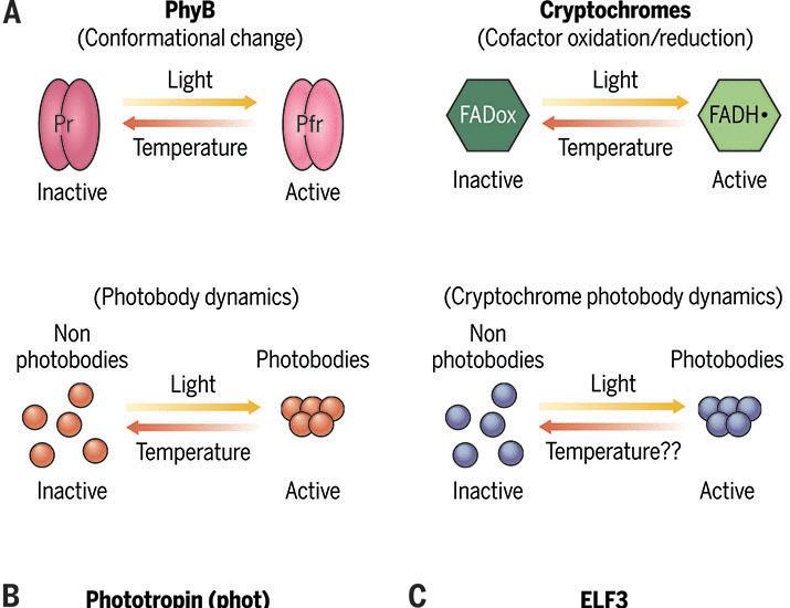 Dispersed components drive temperature sensing and response in plants | Science