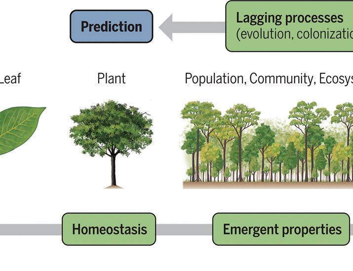 Scaling plant responses to heat: From molecules to the biosphere | Science