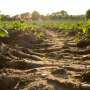 PFAS-eating bacteria discovered in Veneto soil