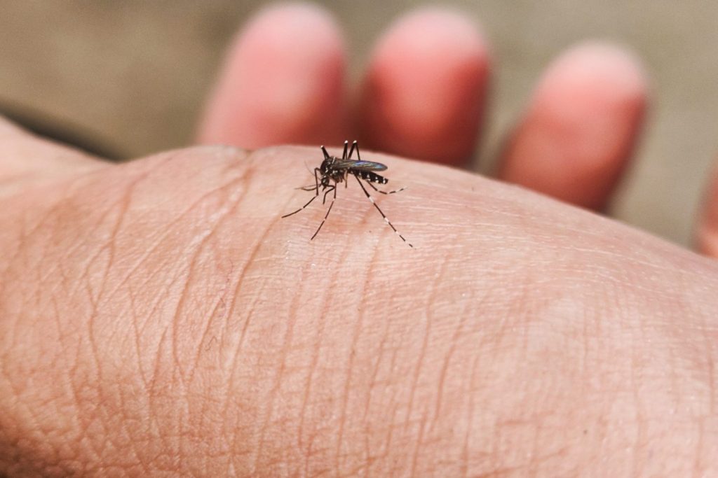 The real reason scientists are dumping thousands of mosquitos into Hawaii’s forests