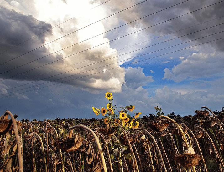 Can wild plant adaptations help crops tolerate heat? | Science