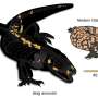 Bolg amondol: New monstersaur reveals complex evolutionary history of giant Gila monster relatives