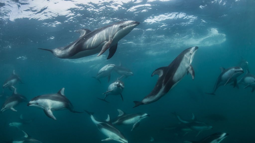 These dolphins have orca ‘friends.’ They may have an ulterior motive.