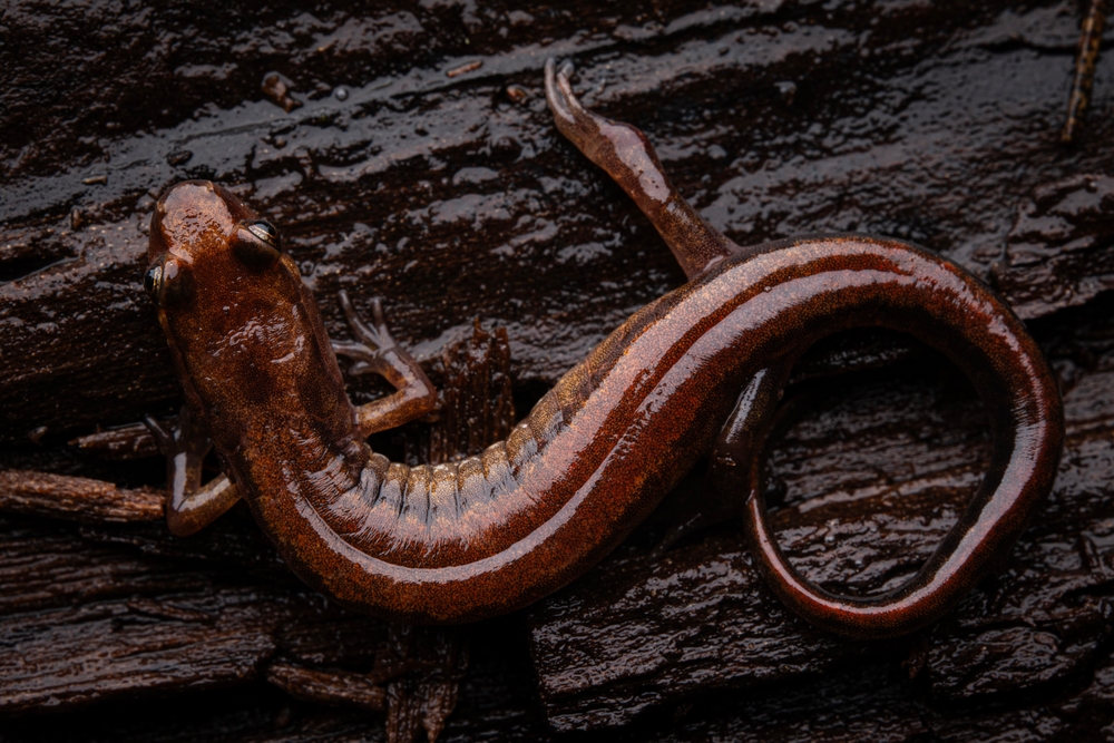 This Giant Salamander Once Hunted in the Hills of Prehistoric Tennessee
